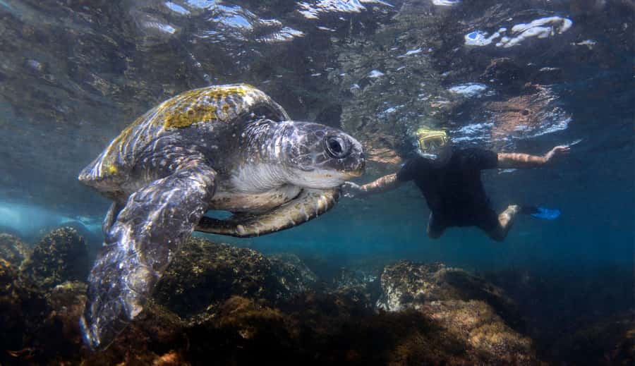 Gold Coast: Cook Island Marine Reserve Scuba Experience Dive - Key Things I’d Put on Your Radar