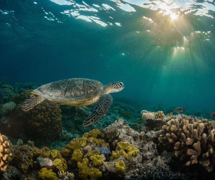 Gold Coast: Cook Island Marine Reserve Scuba Experience Dive - What You’ll See in Cook Island Marine Reserve