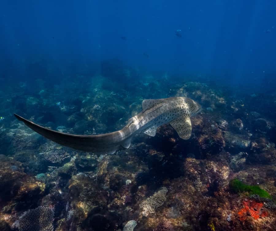 Gold Coast: Cook Island Marine Reserve Scuba Experience Dive - Price and Value: Is $190 Worth It?