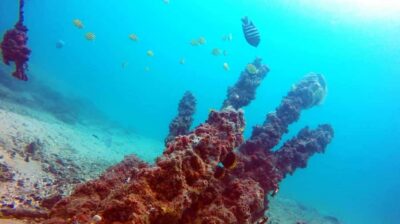 Gold Coast: Introductory SCUBA Diving Experience - Getting to Main Beach or Using Hotel Pickup in Surfers Paradise
