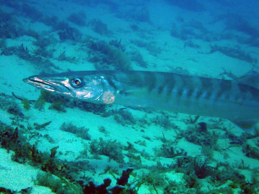 Gold Coast: Introductory SCUBA Diving Experience - After the Water: Snorkel Option, Boat Lounging, and Certificates