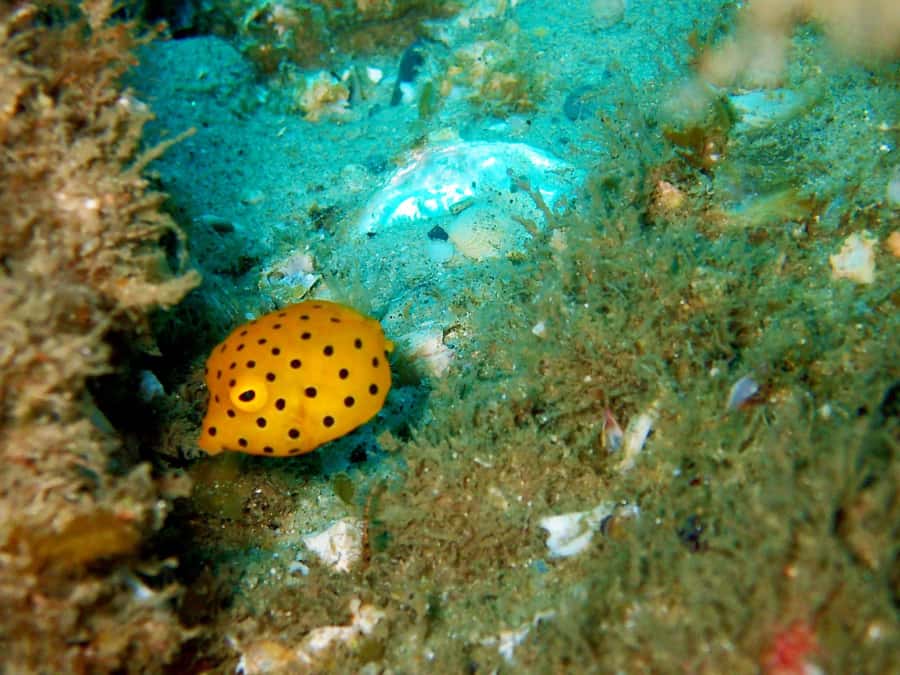 Gold Coast: Introductory SCUBA Diving Experience - What to Bring (and What to Skip)