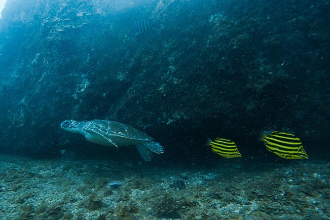 Gold Coast Learn to Dive – Open Water Certification Course - Instructors, safety habits, and why “gear provided” matters more than you think