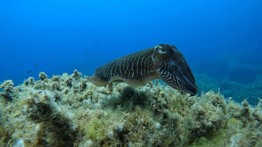 Gozo: Discover Scuba Diving Experience for Beginners - Key Things I’d Plan Around