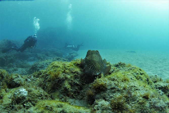 Gran Canaria 3 days / 6 dives in Various Locations - Key reasons this SCUBA plan works