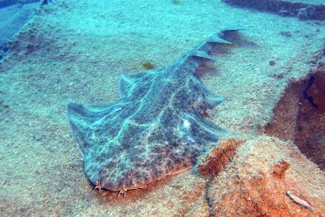 Gran Canaria 3 days / 6 dives in Various Locations - SCUBA sites around Gran Canaria: reefs, wrecks, and level limits