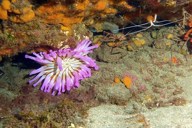 Gran Canaria 3 days / 6 dives in Various Locations - Safety briefing and small-group control with Chris and Kate