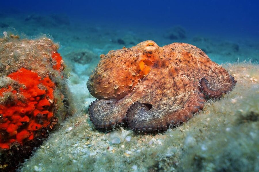 Gran Canaria: Discover Scuba Diving Beginner Program - Price and Value: What You Get for $117