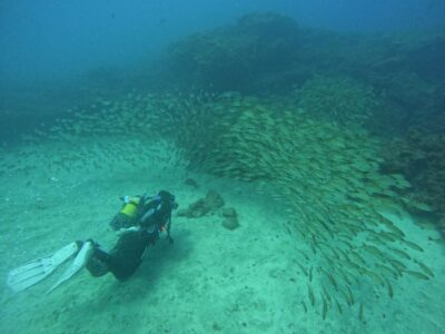 Gran Canaria: Discover Scuba Diving - Free Transfers - Free hotel transfers across the South: why logistics are part of the value