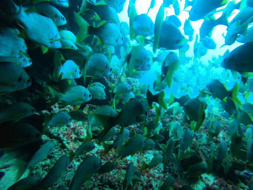 Gran Canaria: Discover Scuba Diving - Free Transfers - The instructors: why names like Aaron, Ben, Emil, and James keep coming up