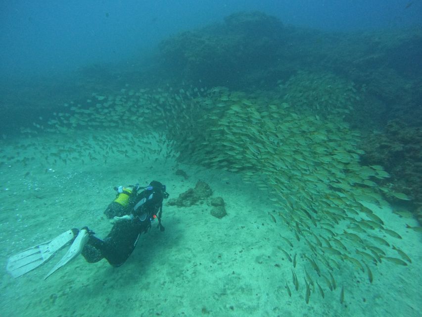 Gran Canaria: Discover Scuba Diving - Free Transfers - Free hotel transfers across the South: why logistics are part of the value