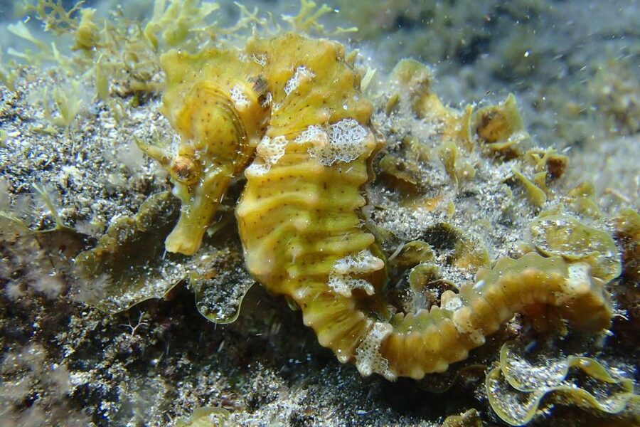 Gran Canaria:Live an Adventure and Learn to Dive with Expert - Gear, depth, and what you’re likely to see