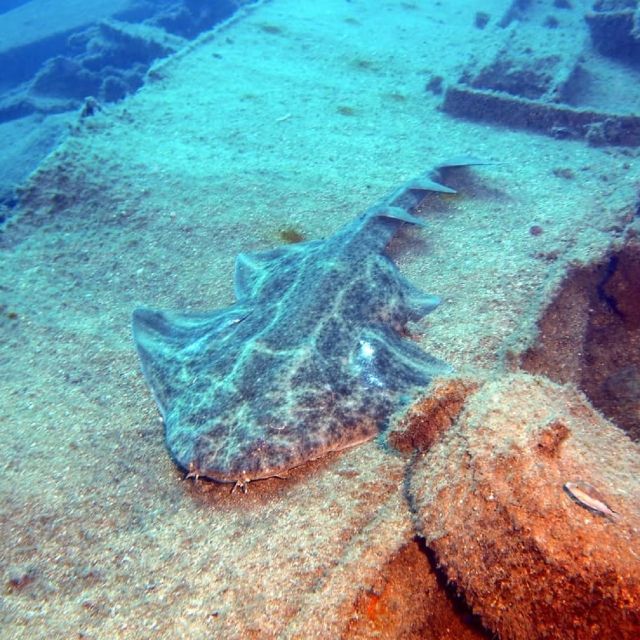 Gran Canaria: Morning Scuba Dive - What you’re really buying: guidance plus variety