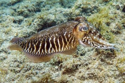 Gran Canaria: Scuba Diving for Beginners - Puerto Escala harbour to the water: getting set up with Blue Water Diving
