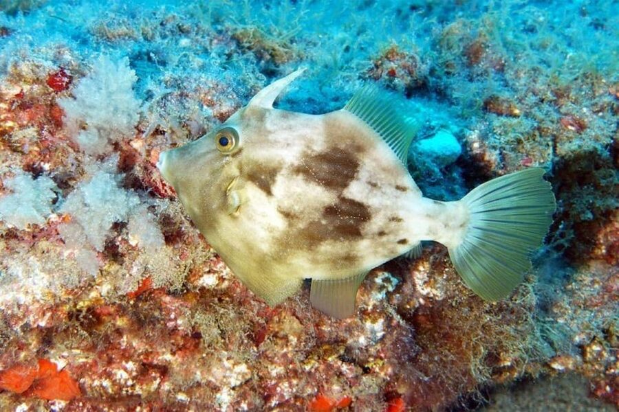 Gran Canaria: Scuba Diving for Beginners - Price and value at $106: what’s included and what you’ll still plan for