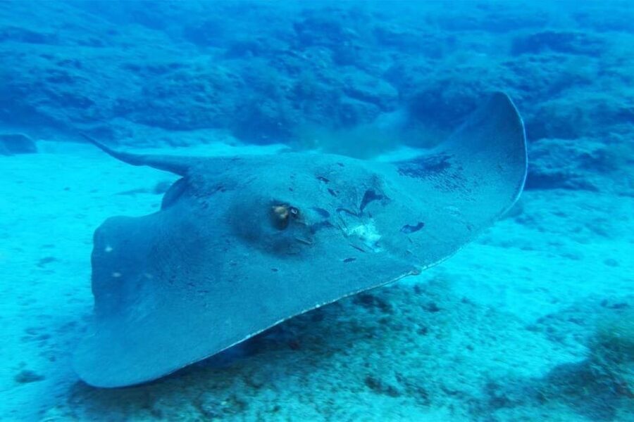 Gran Canaria: Scuba Diving for Beginners - Who should book this and who should skip it