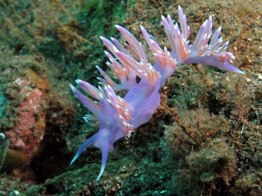Gran Canaria Scuba Diving for Certified Divers - Key highlights worth centering your day on