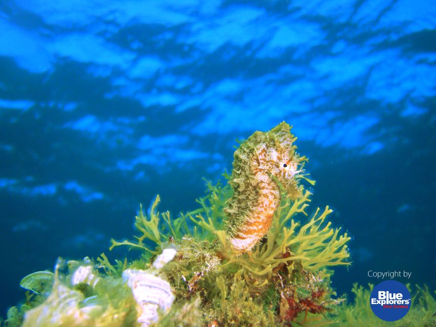 Gran Canaria Scuba Diving for Certified Divers - Price and value: is $141 a fair deal?