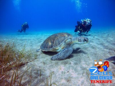 Gran Canaria Scuba Diving for Certified Divers - How the 6-hour schedule stays focused on two main shore sessions
