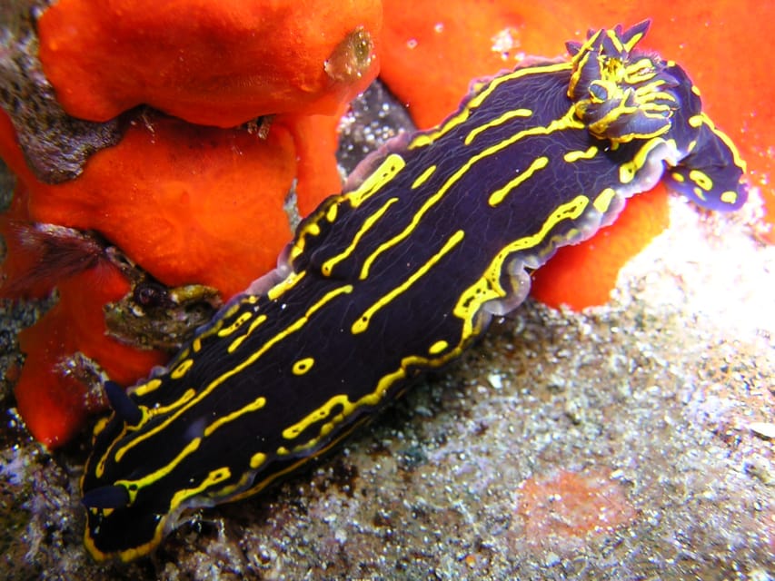 Gran Canaria Scuba Diving for Certified Divers - Boat outings: when they fit and when you shouldn’t count on them