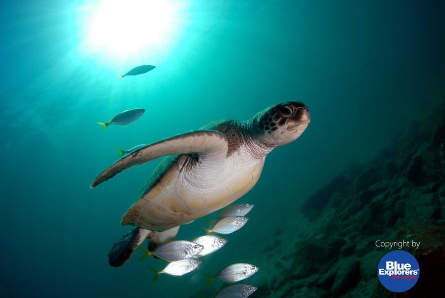 Gran Canaria Scuba Diving for Certified Divers - Small-group coaching and why it helps your buoyancy (and your mood)
