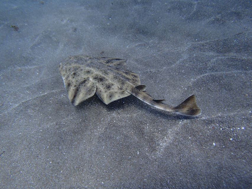 Gran Canaria Scuba Diving for Certified Divers - Getting to the water: steep shore access and how to prepare