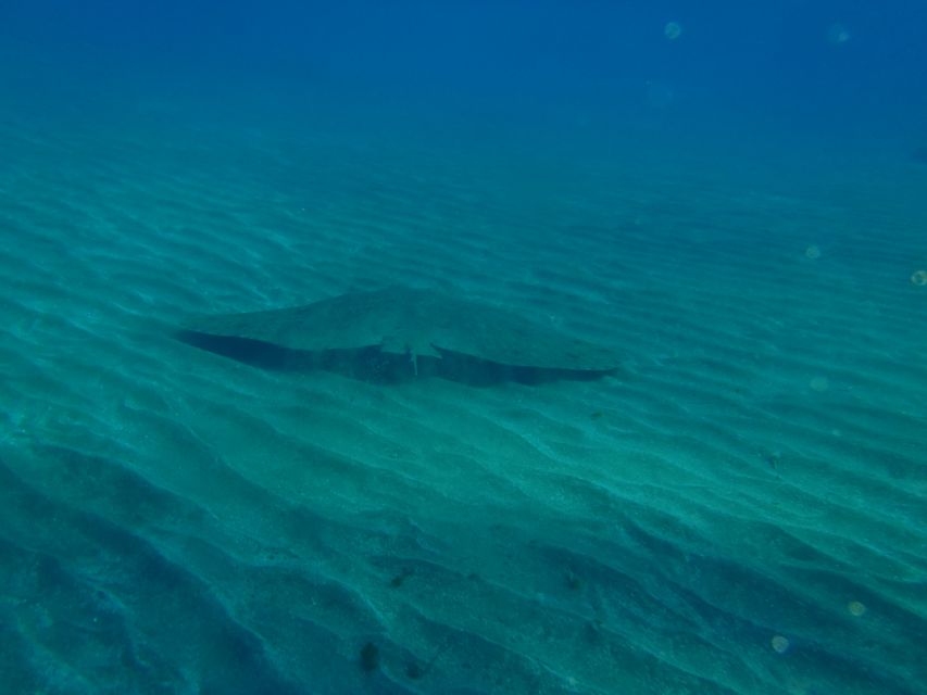 Gran Canaria Scuba Diving for Certified Divers - Who should book, and who should skip this day