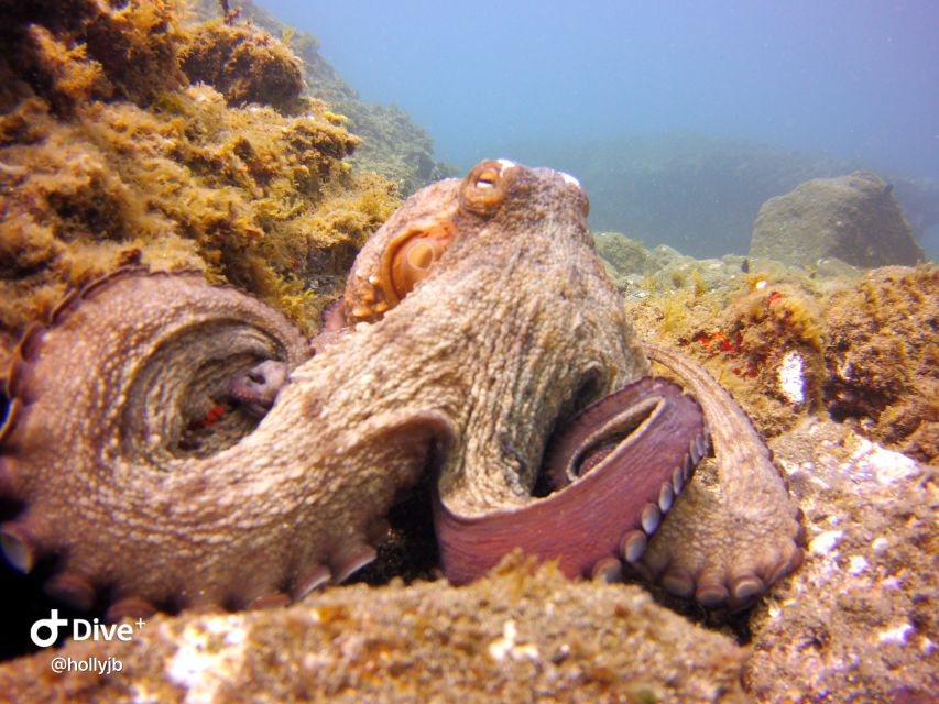 Gran Canaria: Try Scuba Diving for Beginners - Shallow-Water Skills: The Portion You Should Care About