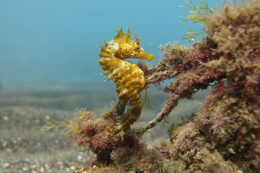 Gran Canaria: Try Scuba Diving for Beginners - The Guided Underwater Hour: What You’ll See Under the Surface