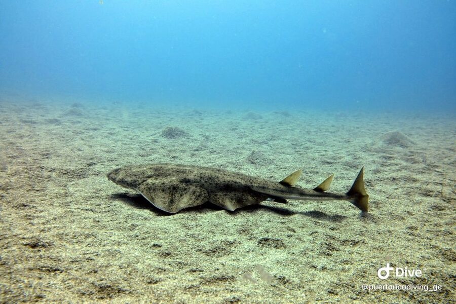 Gran Canaria: Try Scuba Diving for Beginners - Language Support and Instructors: You’re Not Stuck