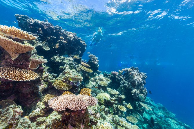 Great Barrier Reef Snorkeling and Diving Cruise from Cairns - BBQ Lunch, Snacks, and the Return-Trip Treats