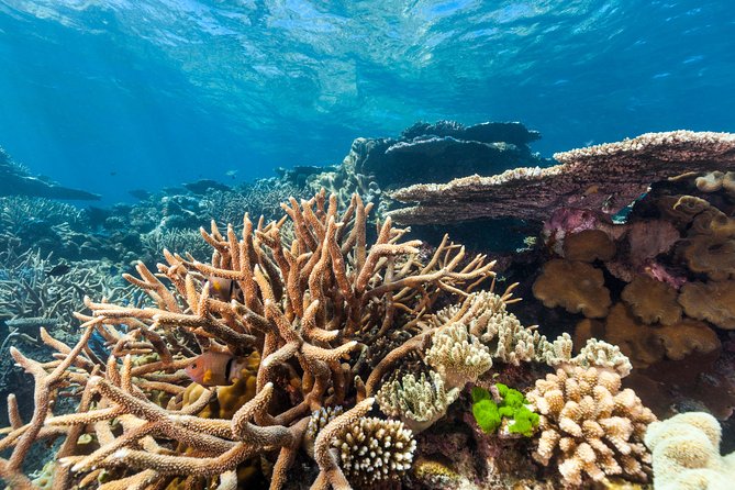Great Barrier Reef Snorkeling and Diving Cruise from Cairns - Helicopter Flight and Semi-Submersible: Seeing the Reef From Above