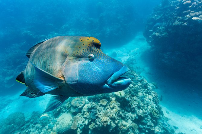 Great Barrier Reef Snorkeling and Diving Cruise from Cairns - Value for $190.07: What You’re Really Buying