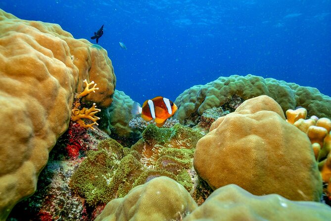 Great Barrier Reef with Cultural Guides-Dreamtime Dive & Snorkel - Milln or Flynn Reef: longer snorkeling at premium outer sites