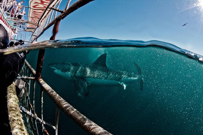 Great White Shark Diving experience. - Key things to know before you go