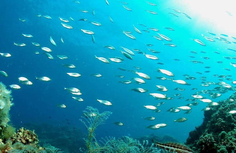 Green Bay Cyprus - Scuba diving - Guided Dive or Try Dive - Green Bay Underwater: Fish, Turtles, and the Sculpture Park