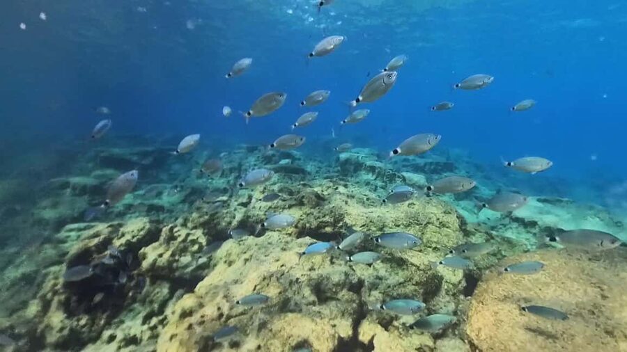 Green Bay Cyprus - Scuba diving - Guided Dive or Try Dive - Price and Value at $151: What You’re Paying For