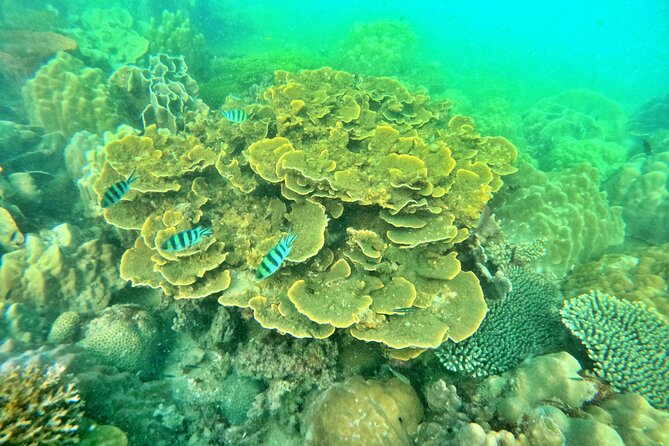 [GROUP] SCUBA DIVING For Beginners in Phu Quoc Island (TRY DIVE) - Key things I’d put on your radar