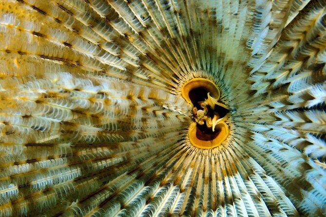 [GROUP] SCUBA DIVING for Certified Divers in Phu Quoc Island - Price and logistics