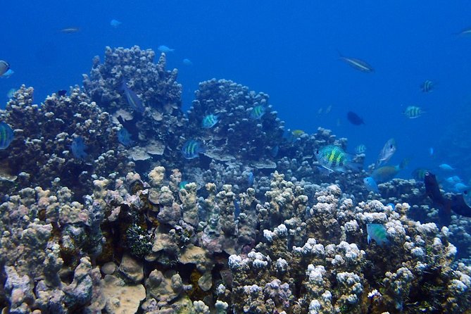 Guam's Best Beach Diving! Beginner and Advanced Dives - Key Points to Know Before You Go