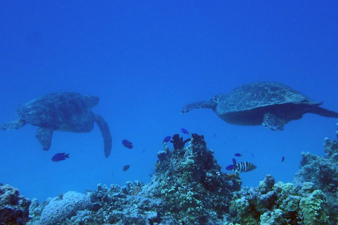 Guam's Best Beach Diving! Beginner and Advanced Dives - Guam Ocean Adventures at Dogleg Reef: What You’ll Actually Do