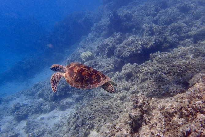 Guam's Best Beach Diving! Beginner and Advanced Dives - Starting Point at Guam Ocean Adventures in Piti