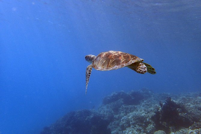 Guam's Best Beach Diving! Beginner and Advanced Dives - What Happens Before You Enter: Gear, Briefing, and Calm Coaching