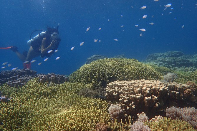 Guam's Best Beach Diving! Beginner and Advanced Dives - The Optional Deeper Session: WWII Artifacts at 75–80 Feet