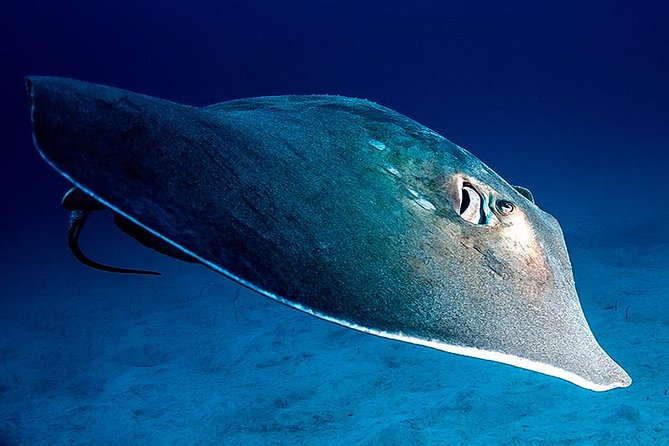 Guided Boat Dives for Certified Divers - Key points before you book