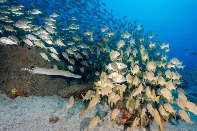 Guided Boat Dives for Certified Divers - Safety and responsibility: why the briefing tone matters