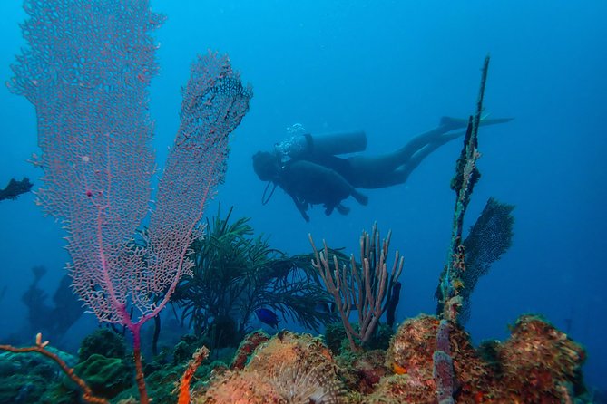 Guided Coral Reef Scuba Tour / 1 tank (Certified Divers Only) - Key highlights to know before you go