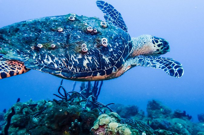 Guided Coral Reef Scuba Tour / 1 tank (Certified Divers Only) - Beach Entry, Currents, and How to Stay Comfortable