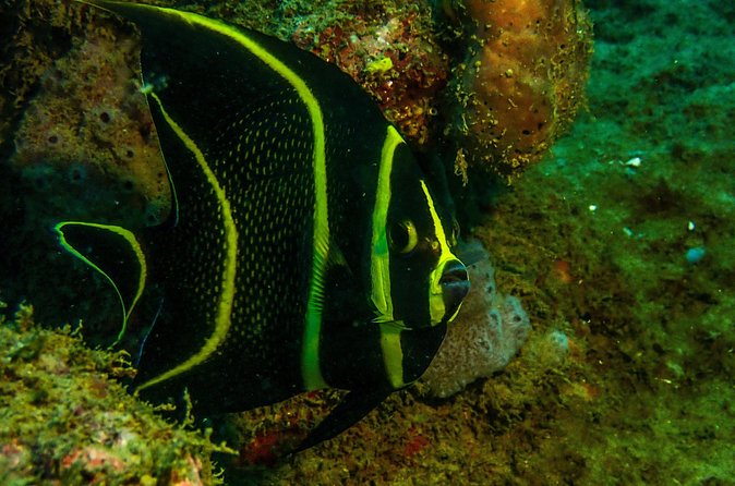 Guided Coral Reef Scuba Tour / 1 tank (Certified Divers Only) - Marine Life: What You Can Look For (And How to Photograph It)
