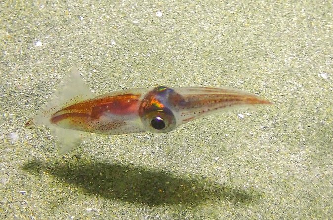 Guided Coral Reef Scuba Tour / 1 tank (Certified Divers Only) - Who This Trip Fits Best (And Who Might Want to Rethink It)